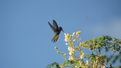 Orthorhyncus cristatus