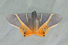Opisthoxia hybridata
