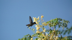 Orthorhyncus cristatus