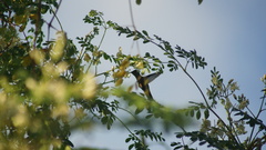 Orthorhyncus cristatus