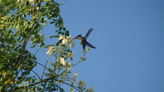 Orthorhyncus cristatus