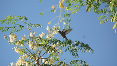 Orthorhyncus cristatus