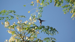 Orthorhyncus cristatus