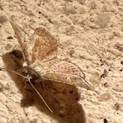 Banisia