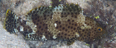 Epinephelus maculatus