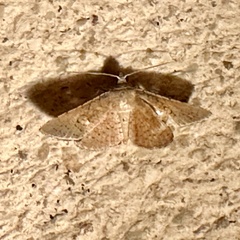 Banisia