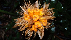 Goeppertia splendida