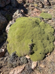 Azorelloideae