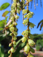 Stachyurus himalaicus