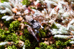 Sumampattus quinqueradiatus