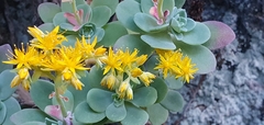 Sedum palmeri