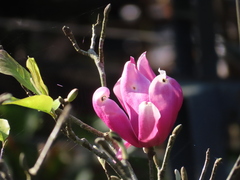 Magnolia liliiflora