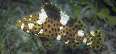 Epinephelus maculatus