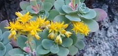 Sedum palmeri