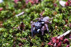 Sumampattus quinqueradiatus