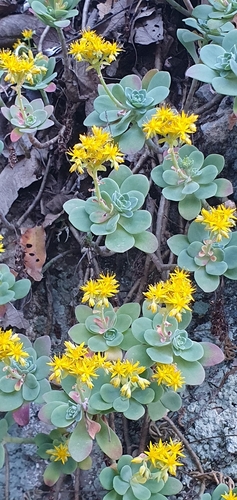 Image of Sedum palmeri by (c) Hamlet Avilés Arnaut, some rights reserved (CC BY)
