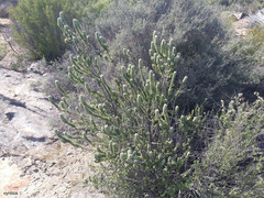 Aspalathus shawii shawii