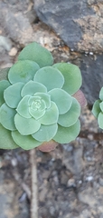 Sedum palmeri