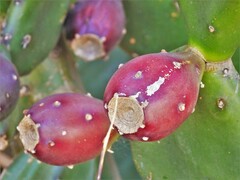 Opuntia elata