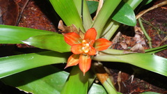 Guzmania lingulata
