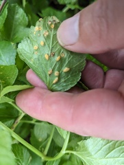 Puccinia smyrnii