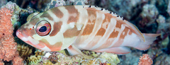 Epinephelus fasciatus