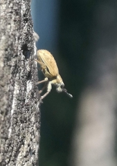 Sitona lineatus