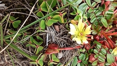Hypseocharis