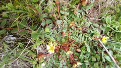 Hypseocharis