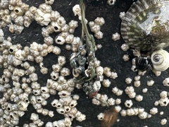 Emplectonema gracile