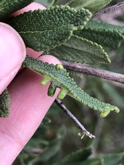 Rhopalomyia audibertiae