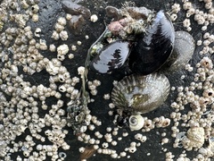 Emplectonema gracile