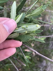Rhopalomyia audibertiae