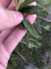Rhopalomyia audibertiae