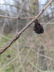 Eriosoma lanuginosum