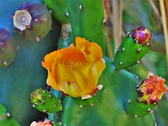 Opuntia elata