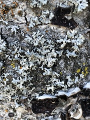 Physcia adscendens