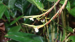 Monotagma plurispicatum