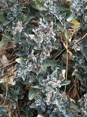 Chenopodiastrum murale