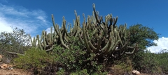Cleistocactus parviflorus