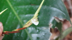 Monotagma plurispicatum