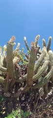 Cleistocactus parviflorus