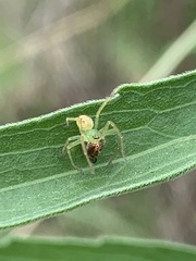 Araneus talipedatus