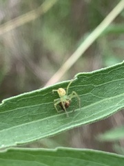 Araneus talipedatus