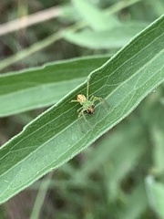 Araneus talipedatus