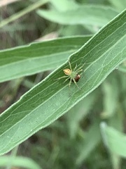 Araneus talipedatus