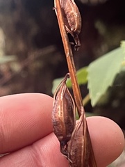 Corallorhiza maculata