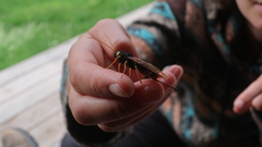 Urocerus gigas