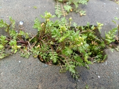 Rorippa cantoniensis