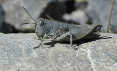 Brachaspis nivalis